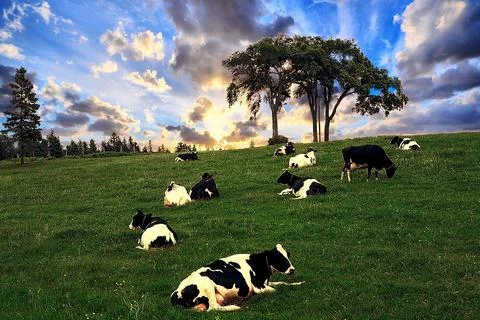 Cows in Pasture Stock Photos