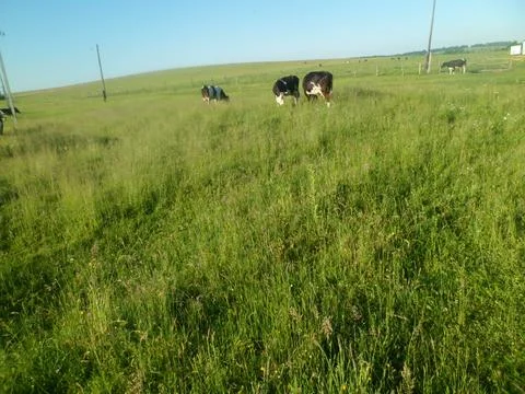 Cows in the pasture Stock Photos