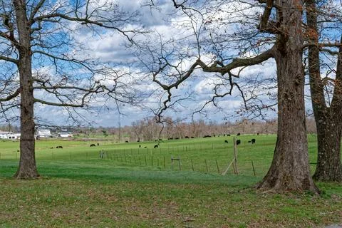 Cows in a pasture Foto stock