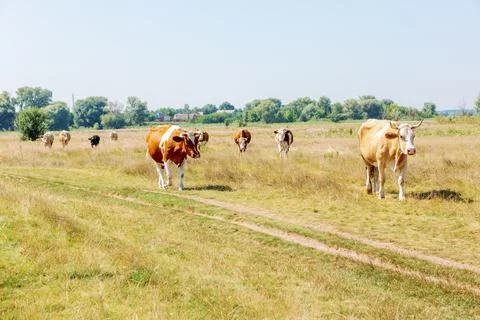 Cows on pasture Stock Photos