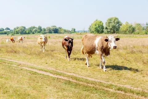Cows on pasture Stock Photos