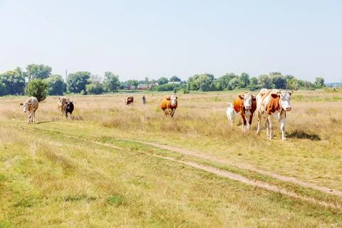 Cows on pasture Stock Photos