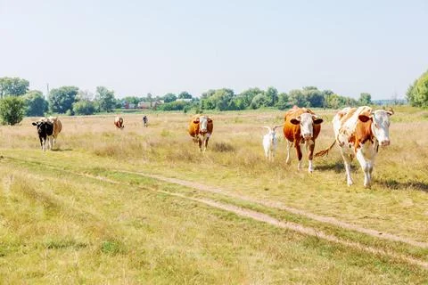 Cows on pasture Stock Photos