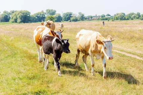 Cows on pasture Stock Photos