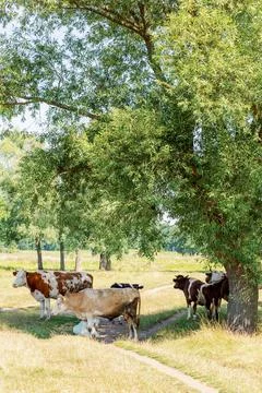 Cows on pasture 스톡 사진