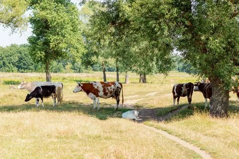 Cows on pasture Stock Photos