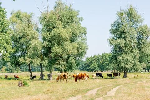 Cows on pasture Stock Photos