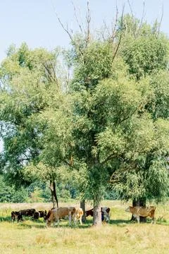 Cows on pasture Foto stock