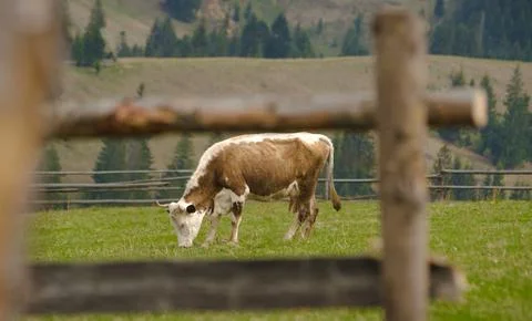 Cows on the pasture Stock Photos