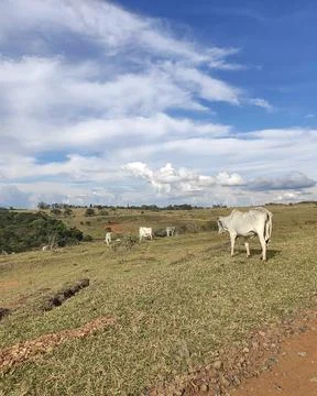 Cows in the pasture Fotos de archivo