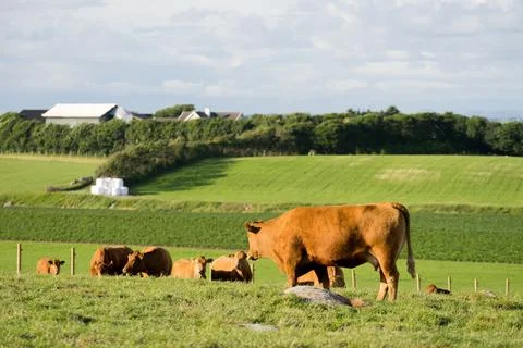 Cows on pasture. Stock Photos