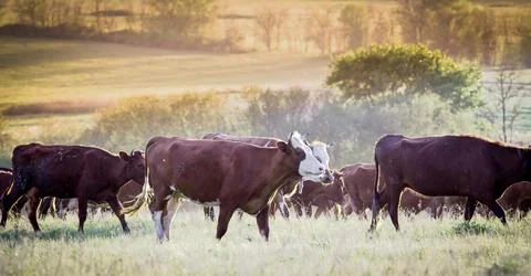 Cows in the pasture Stock Photos