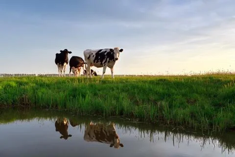 Cows on pasture reflected in river Foto stock