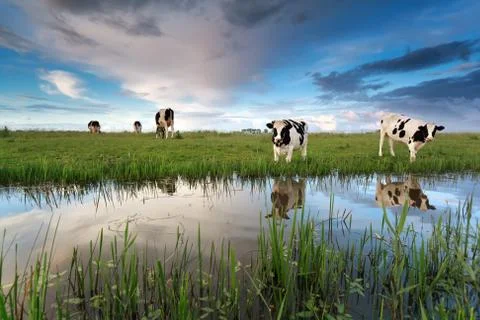 Cows on pasture by river Foto stock