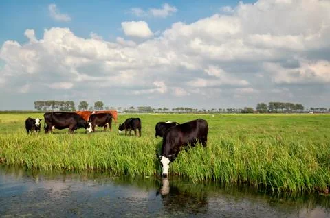 Cows on pasture by river Stock Photos