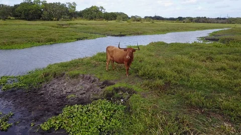 Cows in Pasture single Brown Steer rotate around Stock Footage 98549038