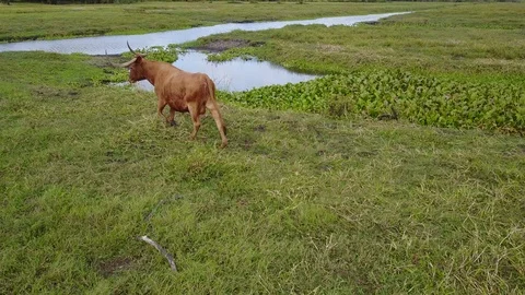 Cows in Pasture Single Brown Steer walking water right Stock Footage 98551128