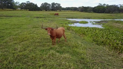 Cows in Pasture Single Brown Steer front Stock Footage 98552769