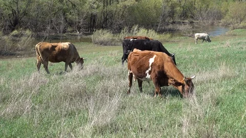 Cows pasture on the spring wilderness meadow near river. 4K stock video footage Stock Footage 103944544