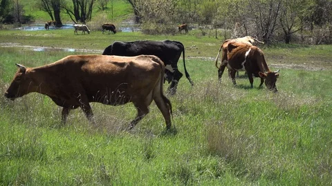 Cows pasture on the spring wilderness meadow. 4K stock video footage Stock Footage 103944677