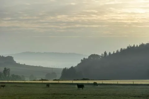 Cows on pasture at sunrise Stock Photos