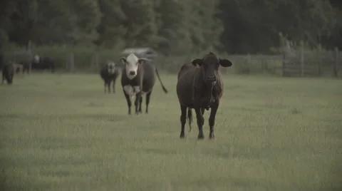 Cows In Pasture at Sunset 1 Stock Footage 40975664