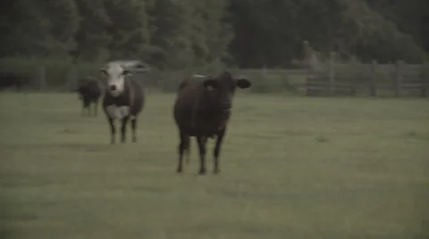 Cows In Pasture at Sunset 2 Stock Footage 40975677