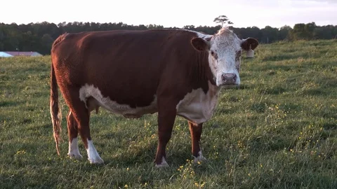 Cows in Pasture at Sunset 2 Stock Footage 107161239