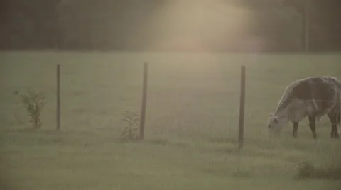 Cows In Pasture at Sunset 3 Stock Footage 40975685