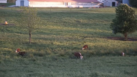 Cows in Pasture at Sunset 3 Stock Footage 107164342