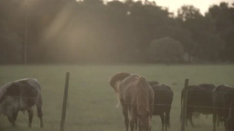 Cows In Pasture at Sunset 5 Stock Footage 40975632