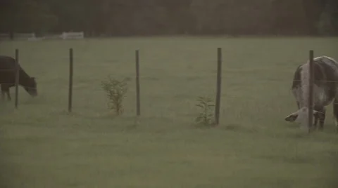 Cows In Pasture at Sunset 6 Stock Footage 40975668