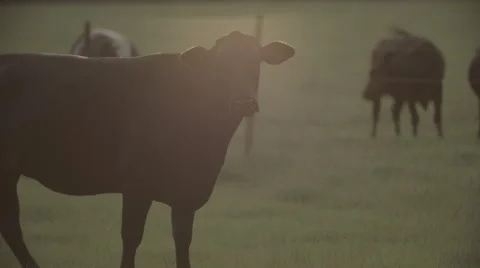Cows In Pasture at Sunset 7 Stock Footage 40975672