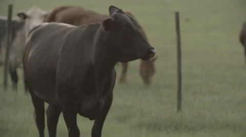 Cows In Pasture at Sunset 8 Stock Footage 40975687