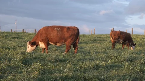 Cows in Pasture at Sunset Stock Footage 107160764
