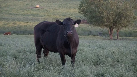 Cows in Pasture at Sunset Stock Footage 107164367