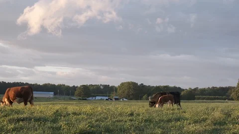 Cows in Pasture at Sunset Stock Footage 107165456