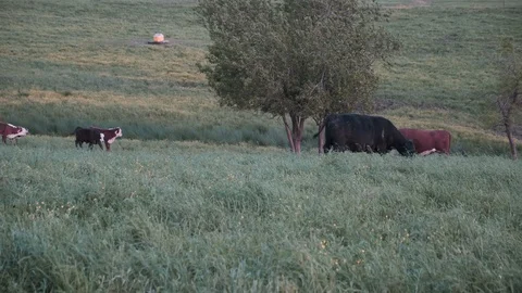 Cows in Pasture at Sunset Video stock 107166142