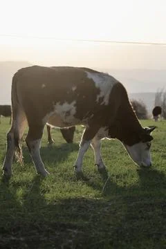 Cows pasture sunset Stock Photos