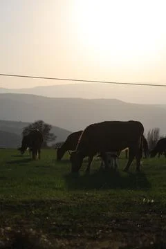 Cows pasture sunset Stock Photos