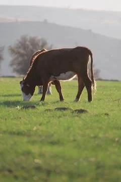 Cows pasture sunset Stock Photos