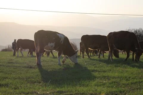 Cows pasture sunset Stock-Fotos
