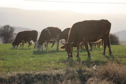 Cows pasture sunset Foto stock