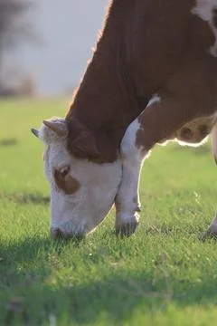 Cows pasture sunset Stock Photos