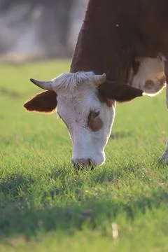 Cows pasture sunset Foto stock