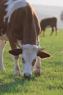Cows pasture sunset Stock Photos