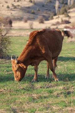 Cows pasture sunset Stock Photos