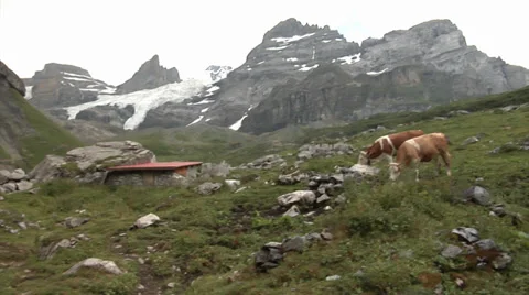 Cows on pasture in the Swiss Alps Stock-Footage 32201247