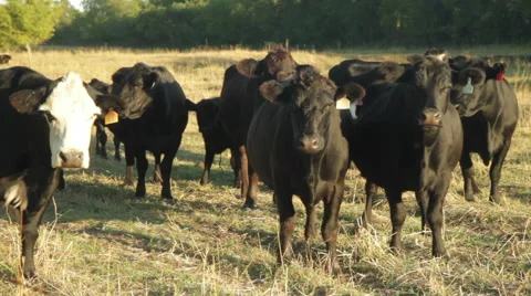 Cows in a pasture tagged Stock Footage 50085874