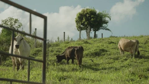 Cows in Pasture Through a Gate Stock-Footage 336338810